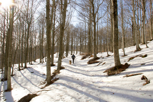 hiker walking with his dog  on a pathway in a beech forest