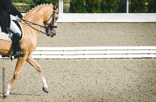 Elegant rider woman and cremello or pearl horse. Beautiful girl at advanced dressage test on equestrian competition. Professional female horse rider, equine theme. Saddle, bridle, boots.