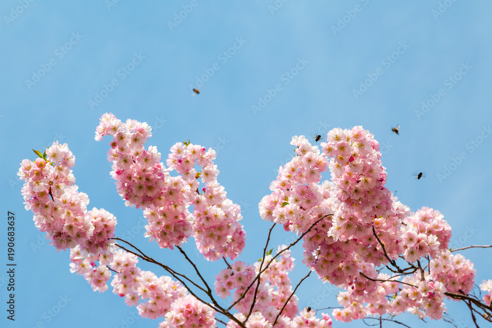 Rosa Kirschblüte (Japanische Kirschblüte) bei schönem sonnigen Wetter und einige Bienen Rosa Kirschblüte (Japanische Kirschblüte) bei schönem sonnigen Wetter und einige Bienen