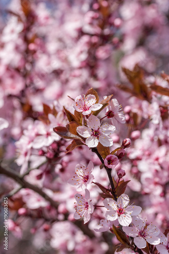 Rosa Kirschblüte (Japanische Kirschblüte) bei schönem sonnigen Wetter