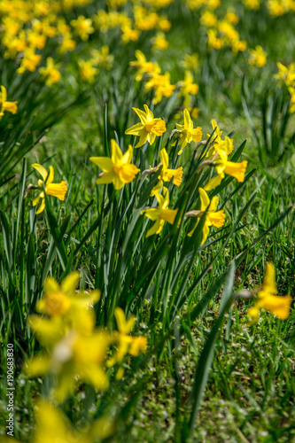 Fototapeta Naklejka Na Ścianę i Meble -  Viele Narzissen (Osterglocken) auf einer Wiese in einem Park
