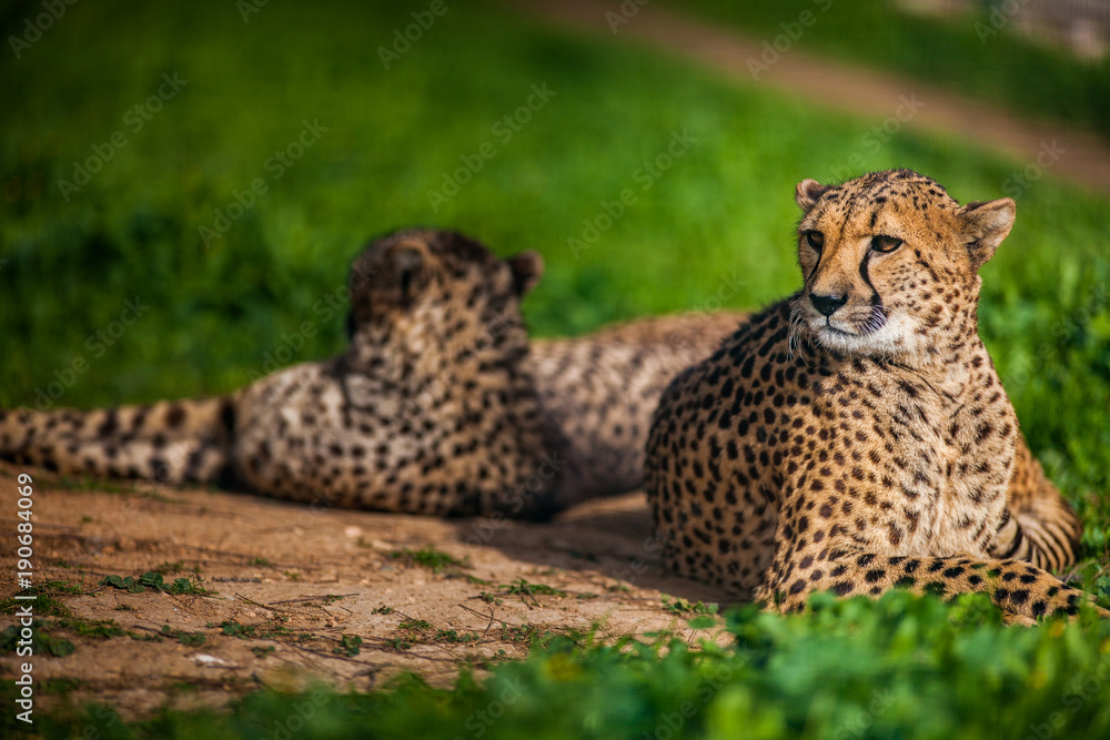 Two Beautiful Cheetah's Resting and Sunbathing Two Beautiful Cheetah's Resting and Sunbathing