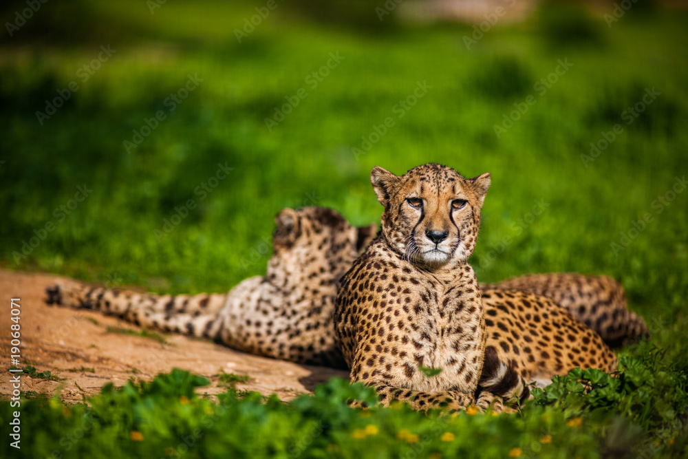 Fototapeta premium Two Beautiful Cheetah's Resting and Sunbathing