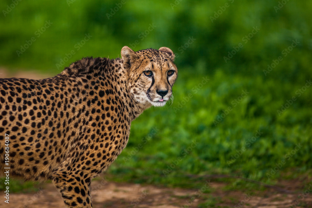 Beautiful Wild Cheetah, Close up Beautiful Wild Cheetah, Close up