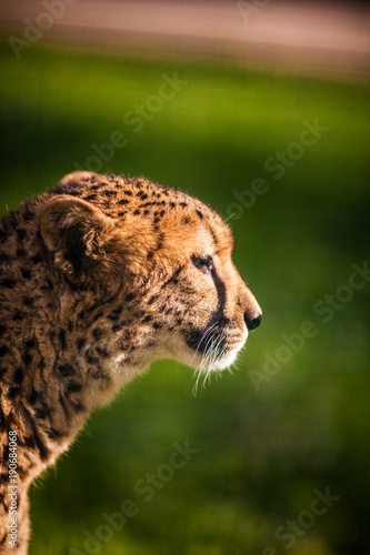 Portrait of wild Cheetah on Green Fields