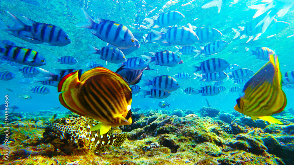 many different fish, underwater marine world