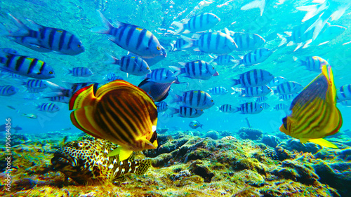 Fototapeta Naklejka Na Ścianę i Meble -  many different fish, underwater marine world