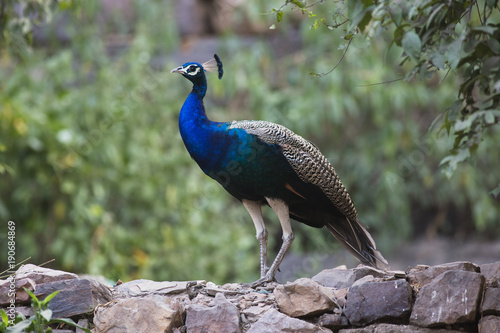 Beautiful Indian Peafowl with light glittering  blue neck at Ranthambore Fort, Sawai Madhopur, Rajasthan, India.