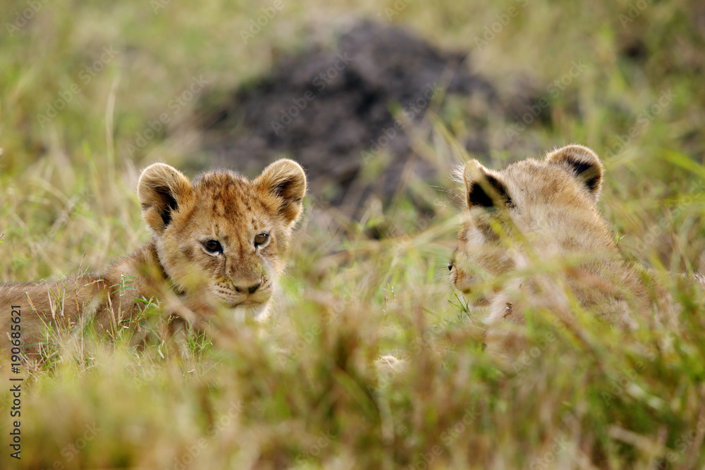 Lion cubs relaxing in the grasses, Masai Mara Lion cubs relaxing in the grasses, Masai Mara
