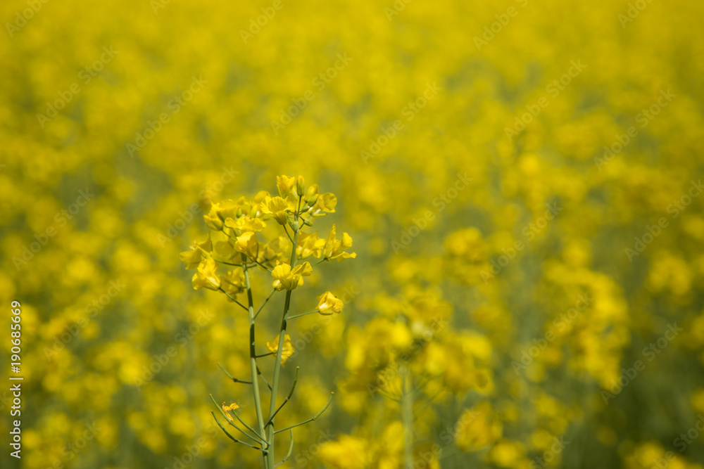 Obraz premium Rapeseed flower