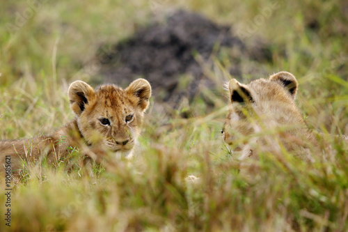 Fototapeta Naklejka Na Ścianę i Meble -  Lion cubs relaxing in the grasses, Masai Mara