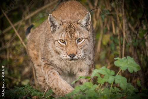 Lynx © maxthewildcat