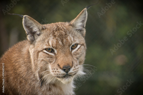 Lynx © maxthewildcat