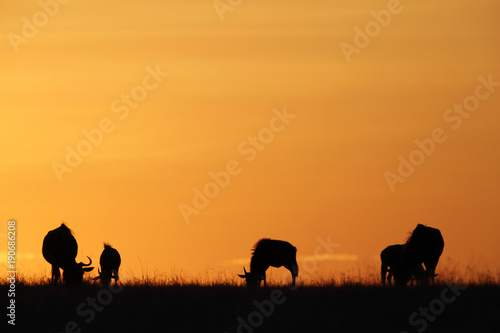 Fototapeta Naklejka Na Ścianę i Meble -  Wildebeests grazing during dusk