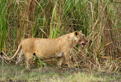 Lioness with blood stain, Masai Mara