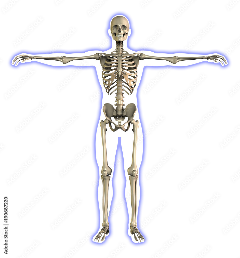 Male skeleton inside a shape, 3d illustration