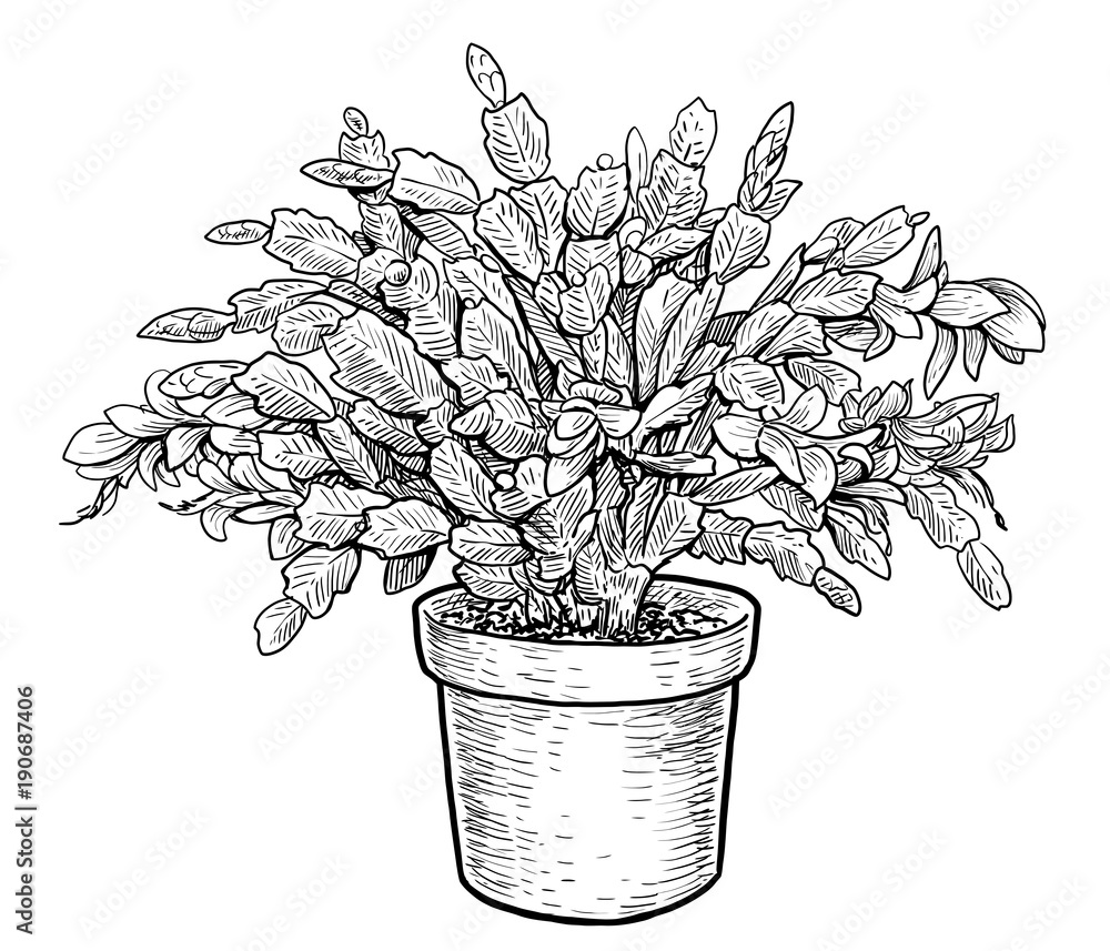 Christmas cactus schlumbergera illustration, drawing, engraving, ink