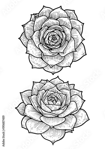 Houseleek illustration, drawing, engraving, ink, line art, vector