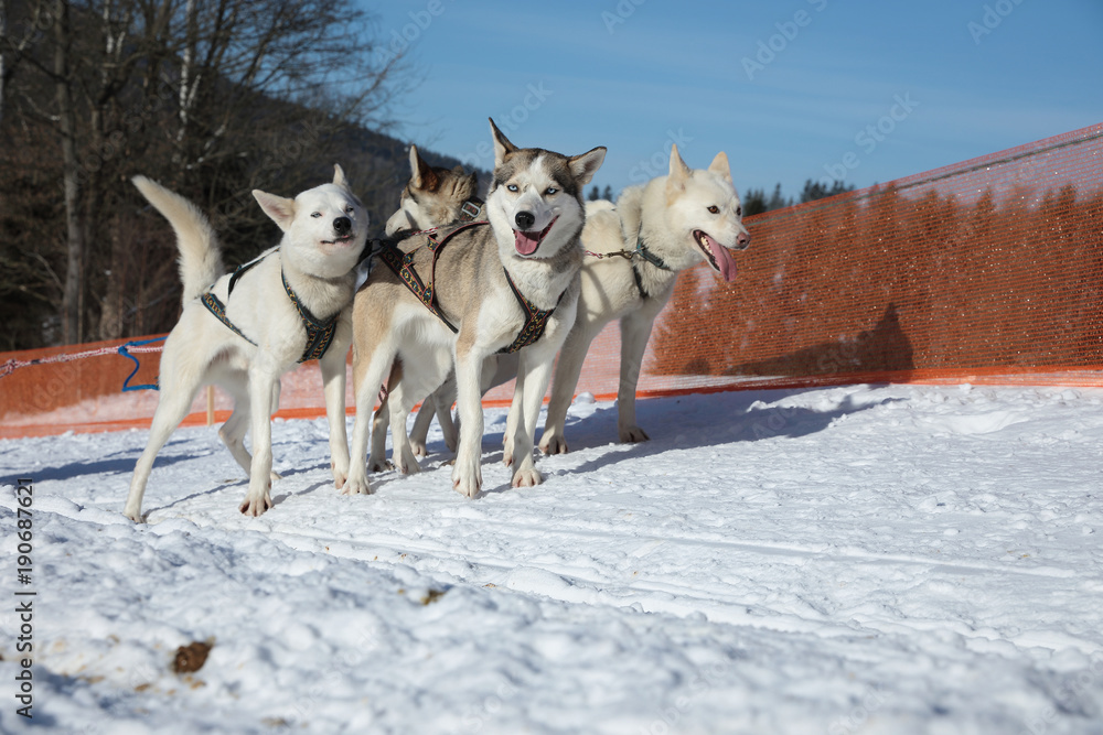 Naklejka premium Winter sled dog race in the wonderful winter landscape in the background is blurred guide dogs. Winter Sled dog racing on the circuit.