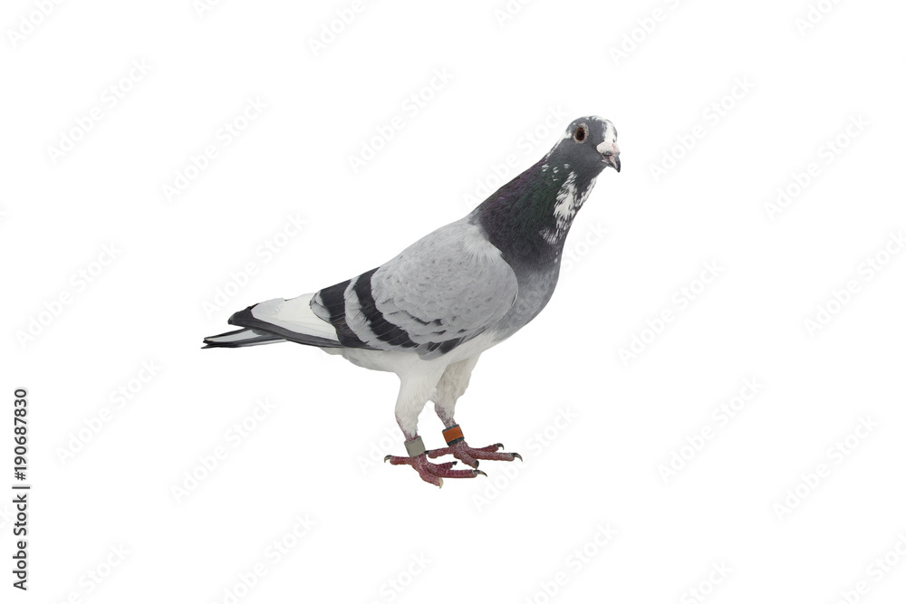 close up of speed racing pigeon bird isolate white background close up of speed racing pigeon bird isolate white background