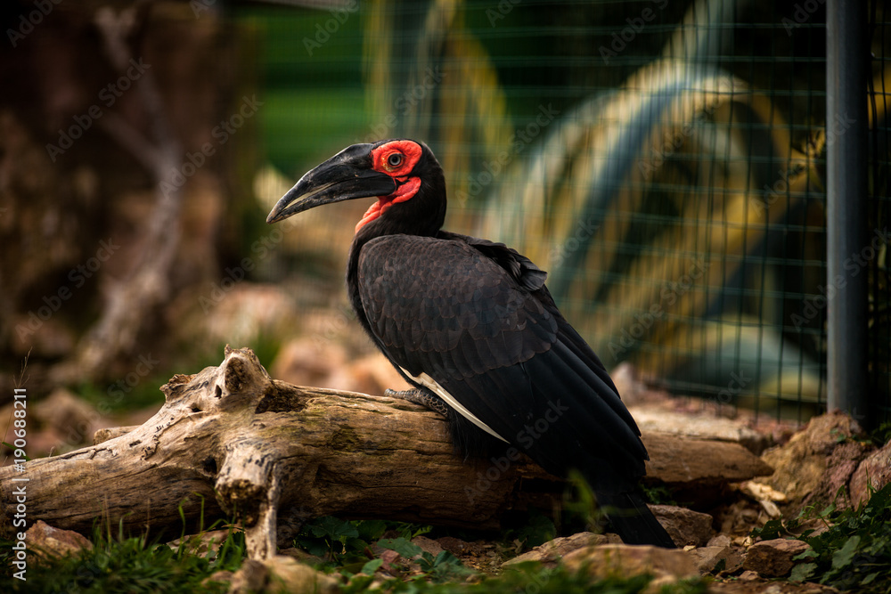 Southern ground hornbill, Bucorvus leadbeateri Southern ground hornbill, Bucorvus leadbeateri