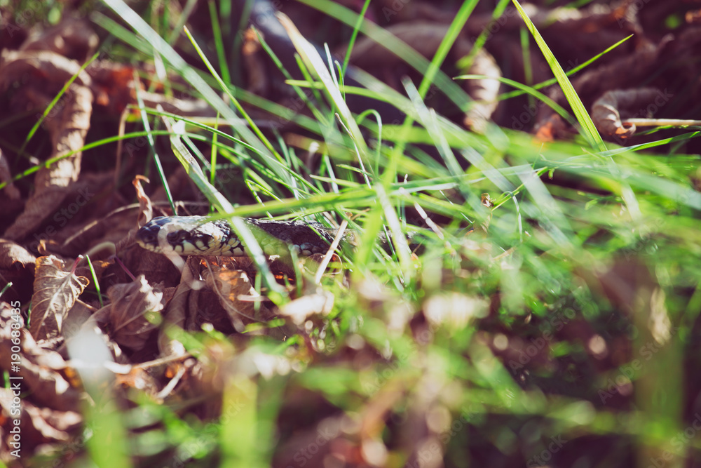 The grass snake (Natrix natrix) in grass, called the ringed snake or