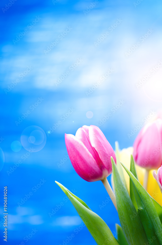 Colorful tulip flowers on a blue background with a copy space for a text. Top of view. Blue sky background. Valentines gift and celebration concept. Colorful tulip flowers on a blue background with a copy space for a text. Top of view. Blue sky background. Valentines gift and celebration concept.