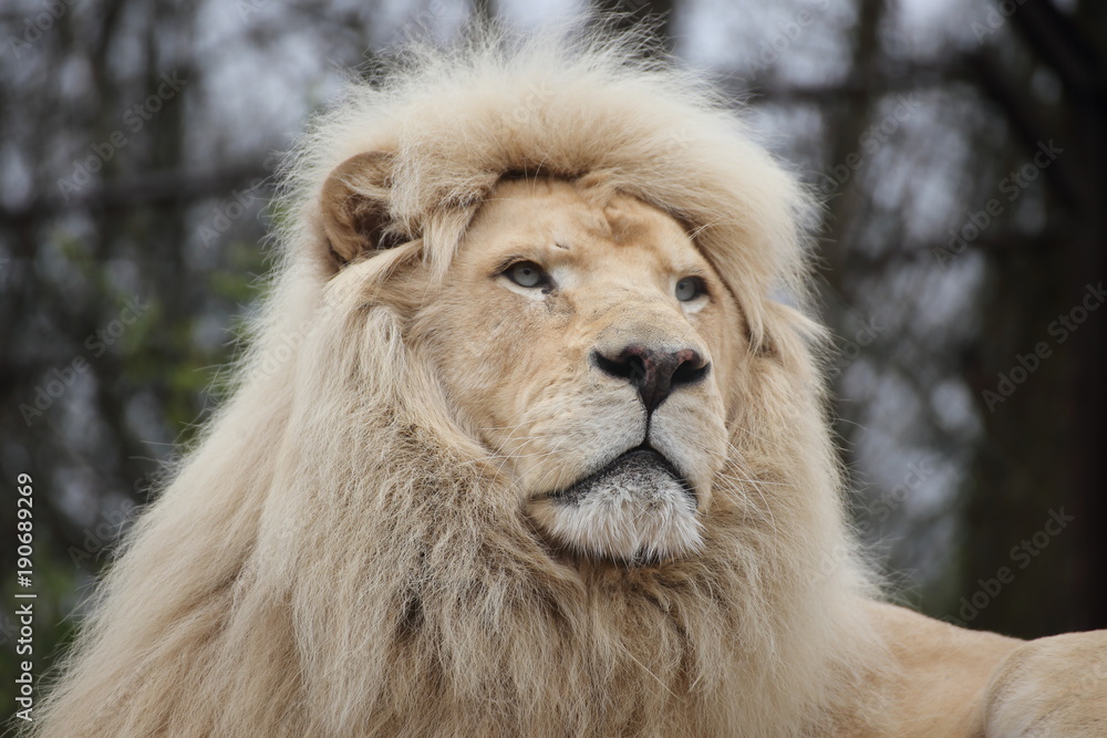 Fototapeta premium Le roi lion blanc