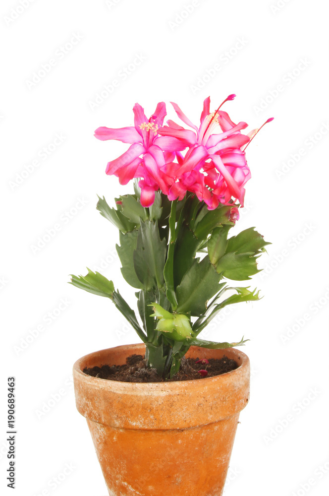 Christmas cactus in pot