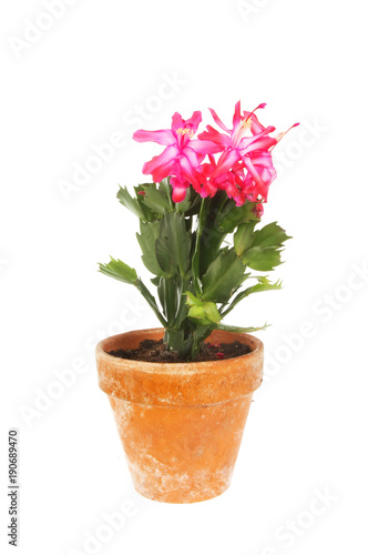 Flowering Christmas cactus