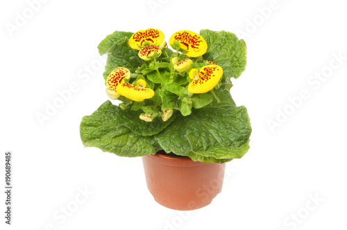 Calceolaria plant in a pot