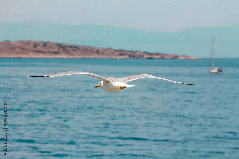 European herring gull, seagull (Larus argentatus) flying in the summer along the shores of Aegean sea near Athens, Greece European herring gull, seagull (Larus argentatus) flying in the summer along the shores of Aegean sea near Athens, Greece