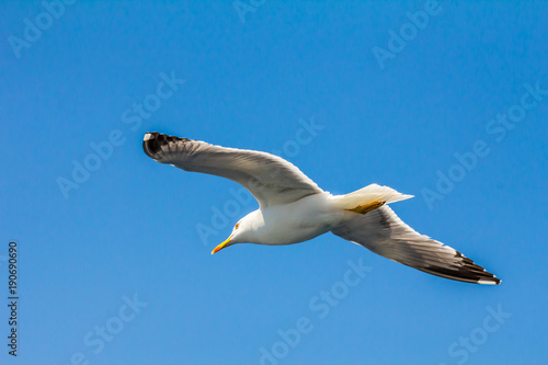 European herring gull, seagull (Larus argentatus) flying in the summer along the shores of Aegean sea near Athens, Greece