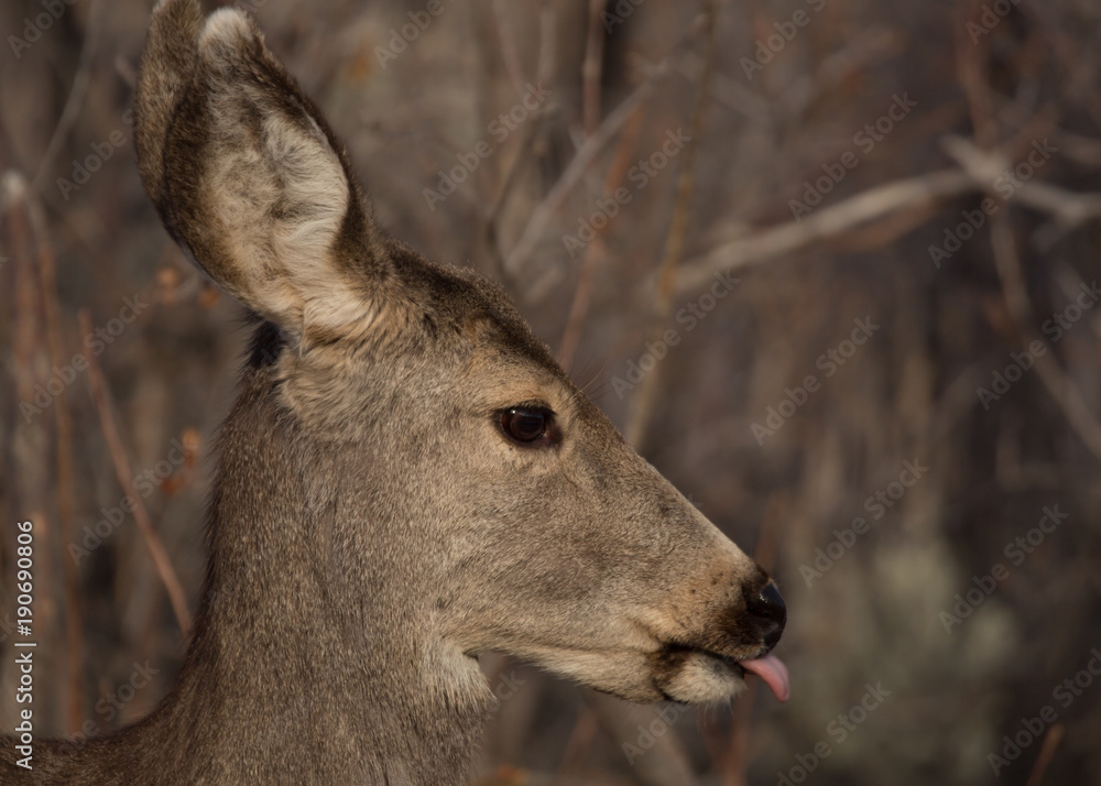 Mule deer close up portrait with it;s tongue sticking out