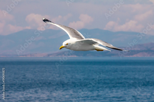 European herring gull, seagull (Larus argentatus) flying in the summer along the shores of Aegean sea near Athens, Greece