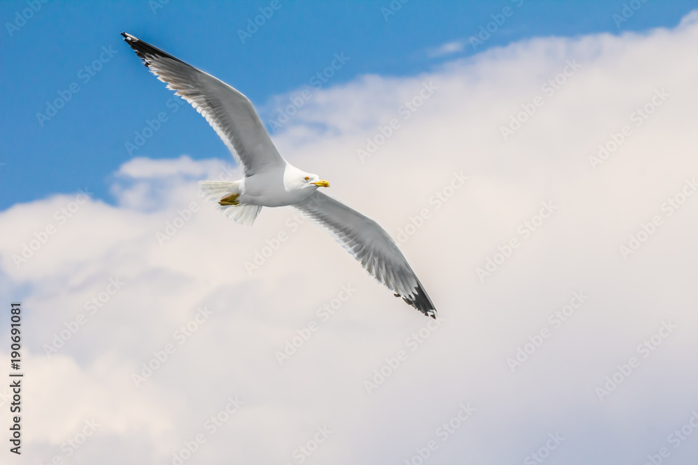 Obraz premium Mewa srebrzysta, mewa srebrzysta (Larus argentatus) latająca latem nad brzegiem Morza Egejskiego w pobliżu Aten, Grecja