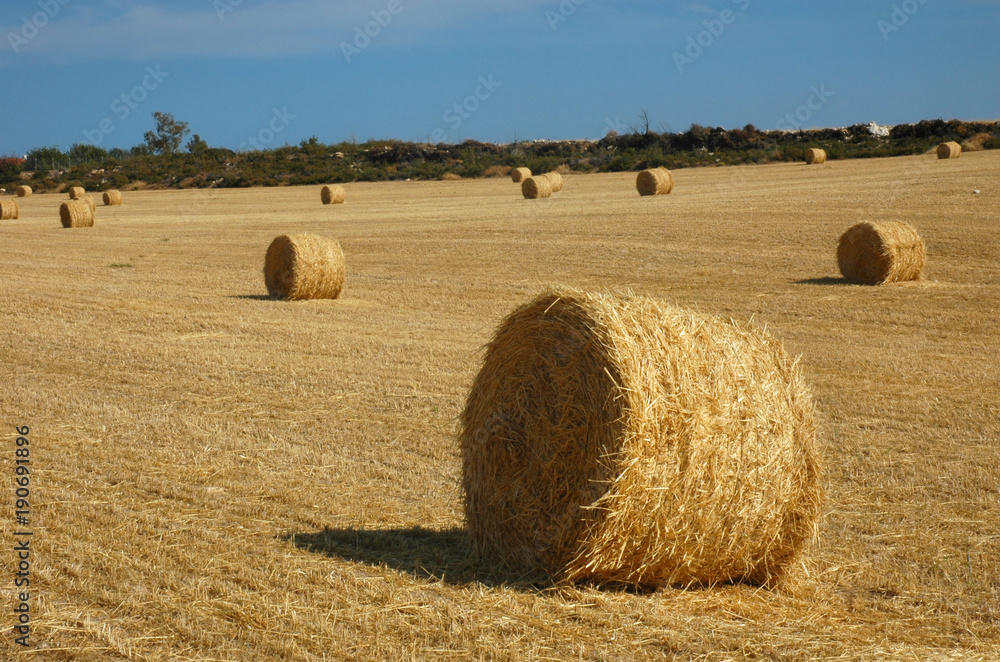 Harvested Field