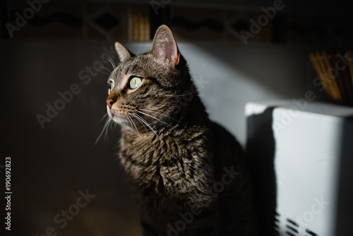 Beautiful tabby cat portrait