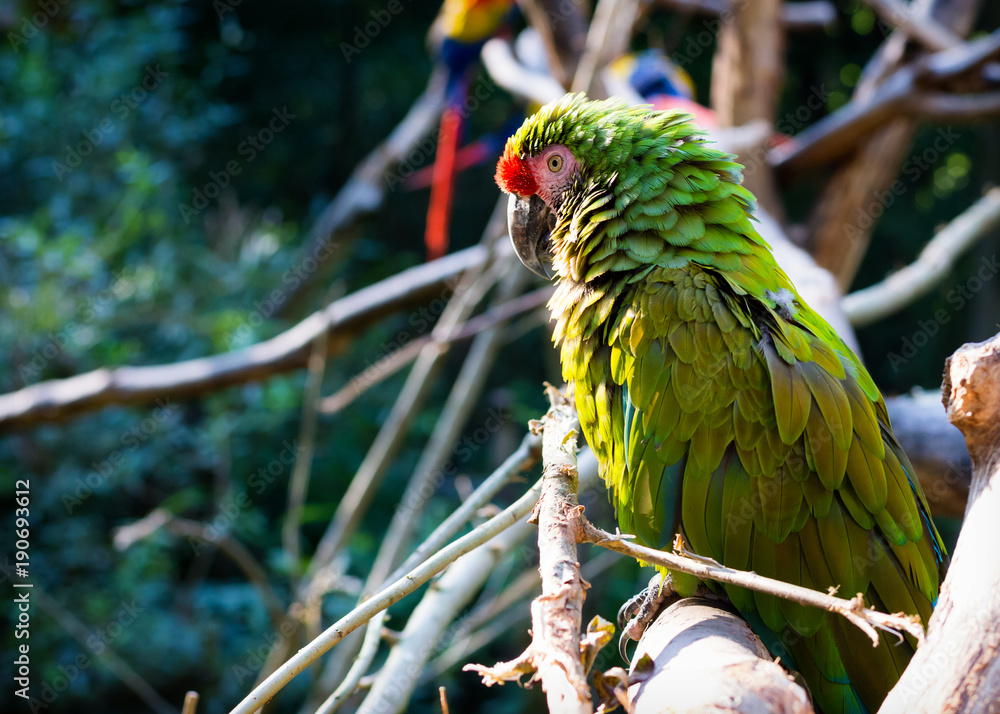 Obraz premium Macow parrot bird