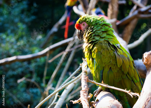 Macow parrot bird photo