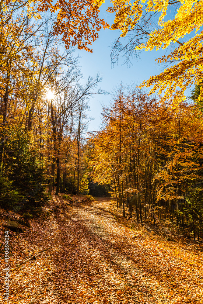Naklejka premium Colorful Path In Voderady Beechwood, Czechia