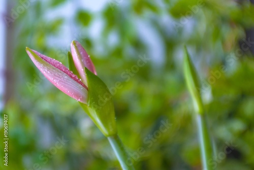 two kidney lilies with closed petals on a light background of a blurred window.
