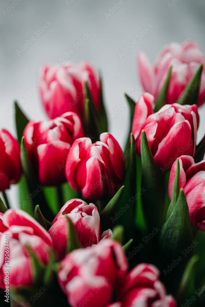 Fototapeta premium Red tulips on white background