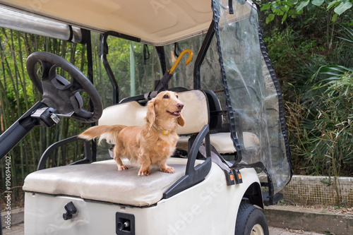 Small cute dog standing on old weathered golf cart seat. Healthy yound beige dachshund walking outdoor.