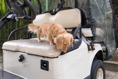 Small cute dog standing on old weathered golf cart seat. Healthy yound beige dachshund walking outdoor.