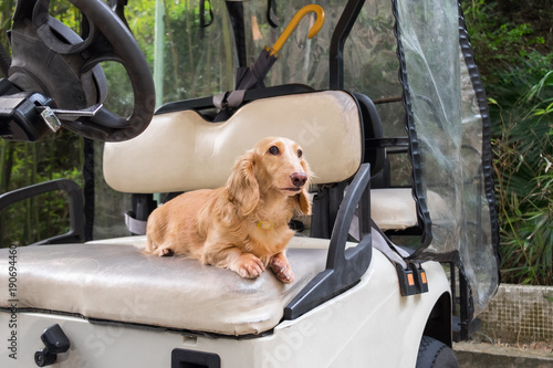 Small cute dog standing on old weathered golf cart seat. Healthy yound beige dachshund walking outside.