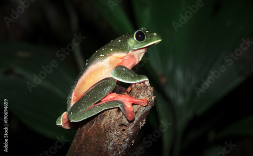 A pregnant Morelet's treefrog (Agalychnis moreletii) photographed at night in the Columbia River Forest Basin, Belize. photo