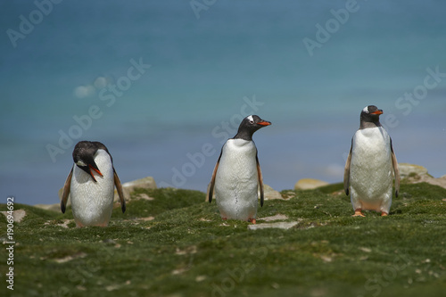 Gentoo Penguins (Pygoscelis papua) preening themselves after emerging from the sea on Bleaker Island in the Falkland Islands.