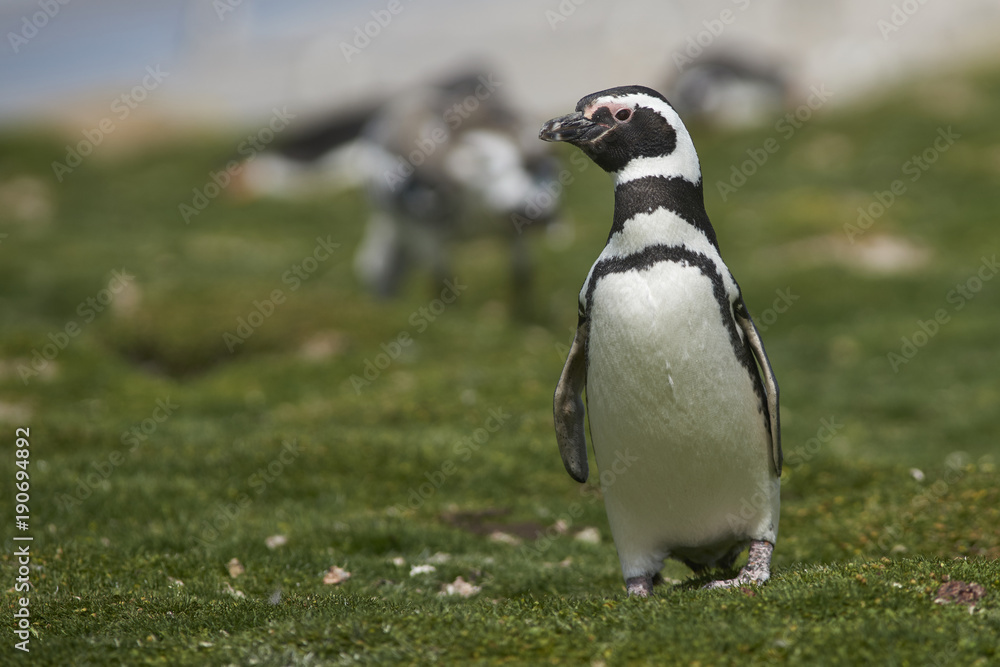 Obraz premium Magellanic Penguin (Spheniscus magellanicus) heading inland from the sea on the coast of Bleaker Island in the Falkland Islands.