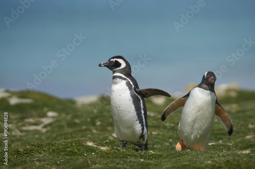 Magellanic Penguin (Spheniscus magellanicus) heading inland from the sea on the coast of Bleaker Island in the Falkland Islands. Gentoo Penguin (Pygoscelis papua) in the background.